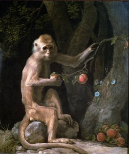 صورة لقرد مؤرخ عام 1774